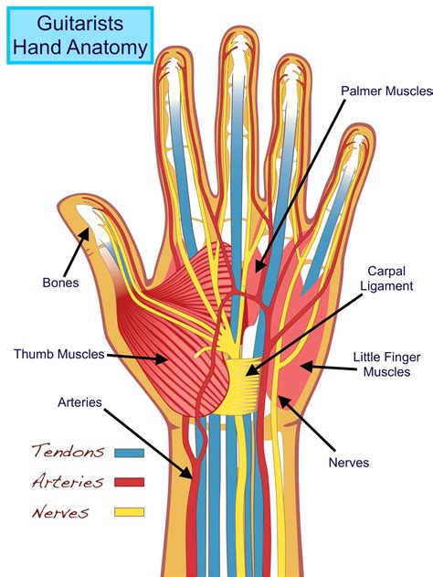 Pinky Finger Anatomy, Function & Diagram .
